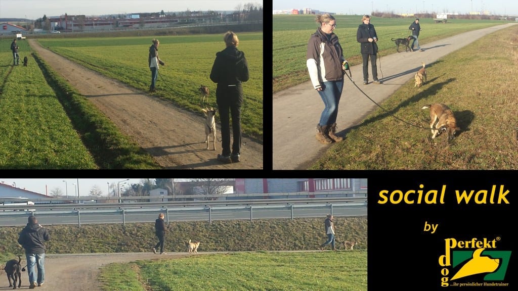 social walk