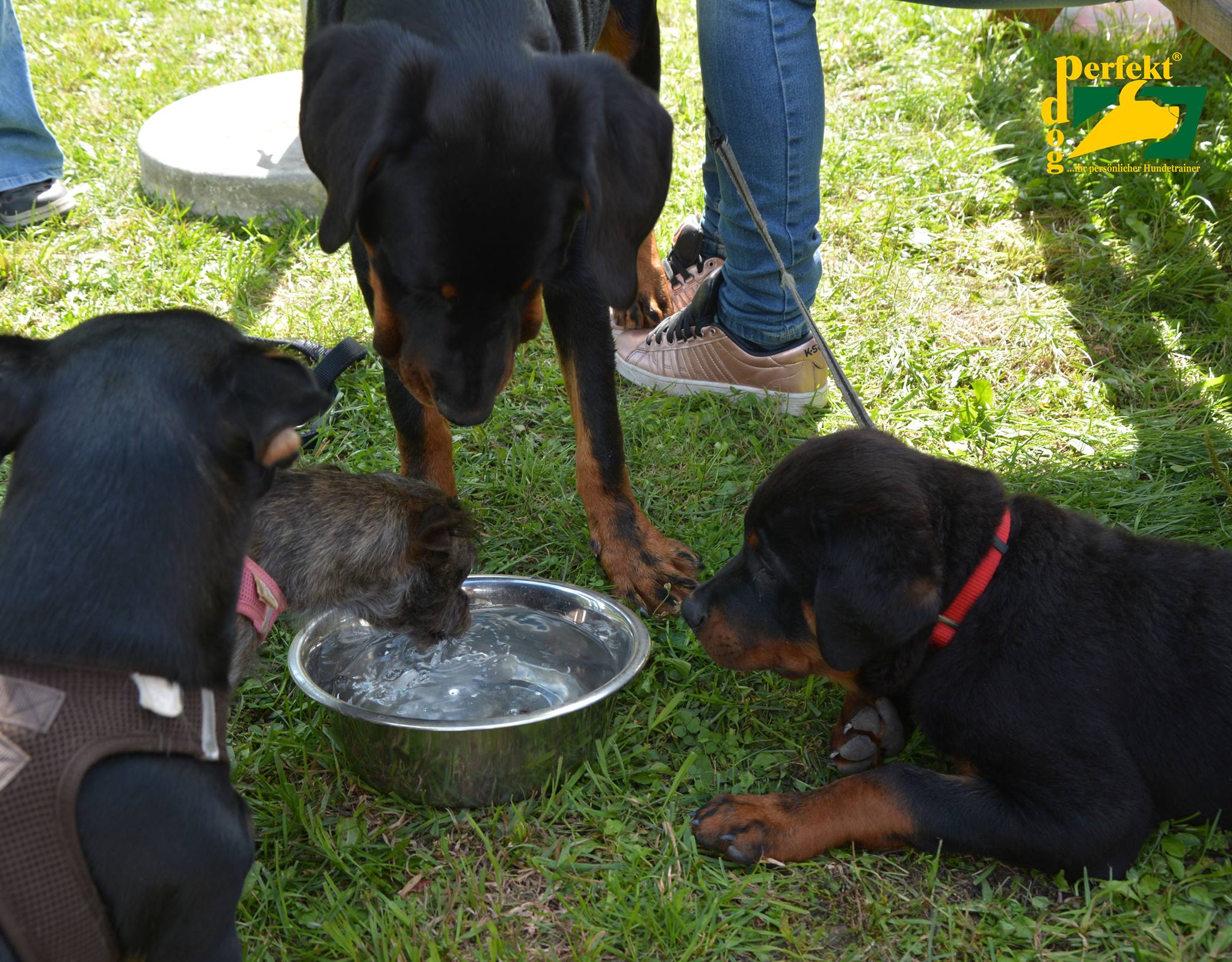 Hunde und Wassernapf