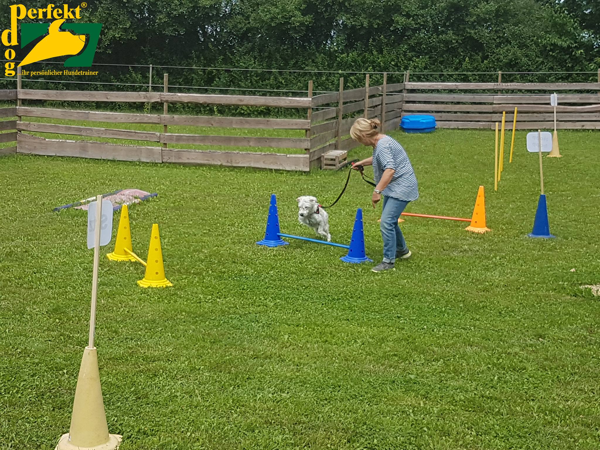 Schnauzenchallange2