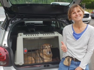 Hundeführerschein Würzburg Hundeführerschein Würzburg
