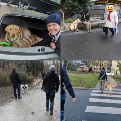 Hundeführerschein 2 Hundeführerschein 2